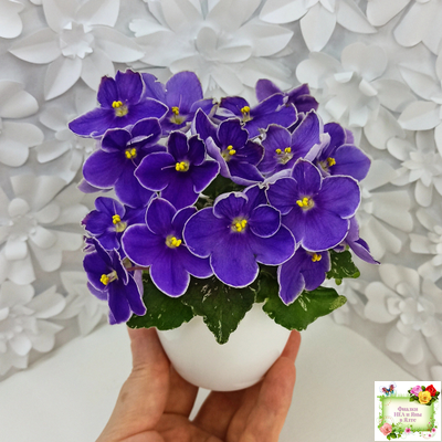 АВ-Контрольный Выстрел (Фиалковод) 2020 г. (пестролистный гёрл)