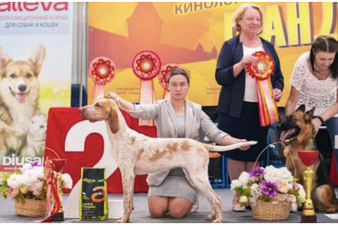 ЛУЧШИЙ ЮНИОР / BEST IN SHOW JUNIOR 1 место НЕМЕЦКАЯ ОВЧАРКА СТАНДАРТНАЯ SAFTAR STEIT JIVAYA STAL; 2 место ИТАЛЬЯНСКИЙ БРАКК ФИЛ ОФ ПРАЙД РОМАНА АЛБА