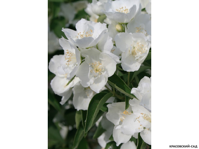 Чубушник венечный LimeStone