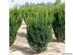 Тис средний Хилли - Hillii