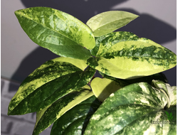Piper sp. dwarf variegated / перчик вариегатный карликовый