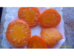 Томат Ночная свеча (Night Candle)