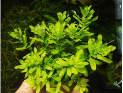 Людвигия инклината зеленая (горшок)