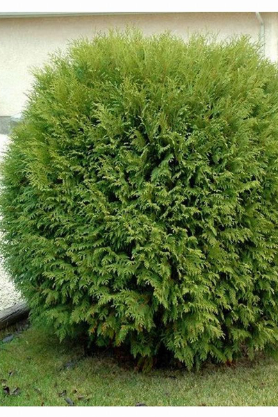 Туя западная Woodwardi