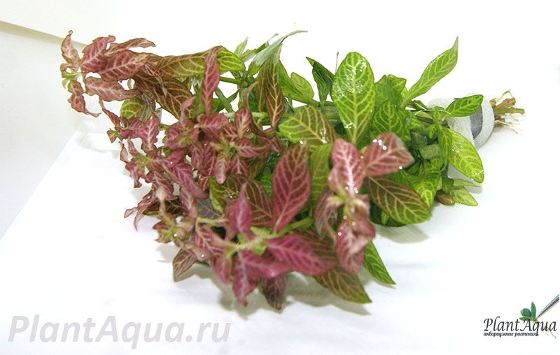 Купить аквариумное растение Гигрофила узорчатая, Гигрофила растение для ...
