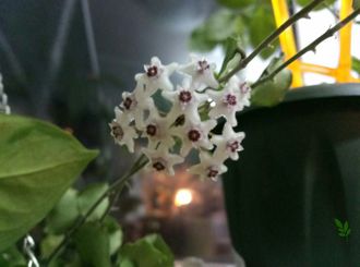 Hoya kanyakumariana