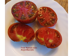 Гном Черный огонь, Черноогненный  (Dwarf Black fire)