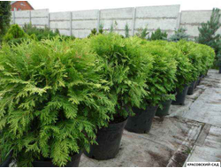 Туя Селена - Selena