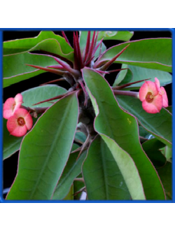 Euphorbia antafikiensis, Madagascar