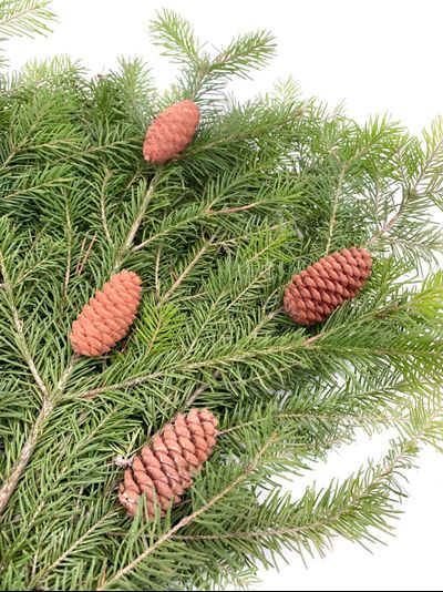 Лапник из пихты с шишками