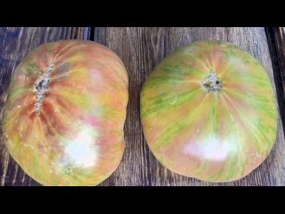 Томат Мятные полосы (Dwarf Peppermint Stripes)