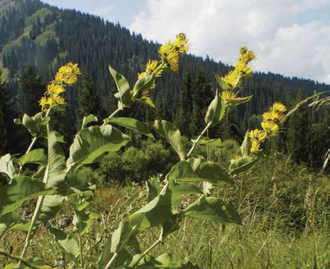 Девясил индийский (Inula racemosa) корень, 1 г - 100% натуральное эфирное масло