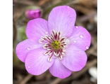 Hepatica euroasiatica Rotgessbutteler Roschen