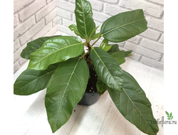 Ficus Sp. (aff.Racemosa) / Фикус Ракемоза