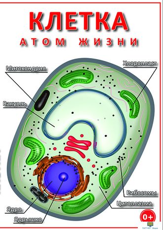 Учебный фильм. Клетка - "атом жизни"