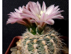 Gymnocalycium bruchii v.niveum VG-536 - 5 семян