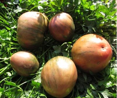 Томат Черное сердце Бреда (Brad’s Black Heart)