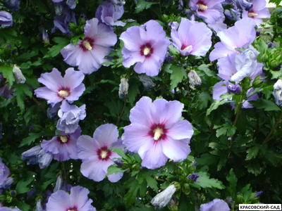 Гибискус Марина - Marina