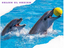 DOLPHINARIUM IN SHARM EL SHEIKH - DOLPHIN SHOW