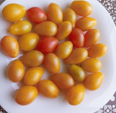 Томат черри Субмарина блаш (Submarine Blush)