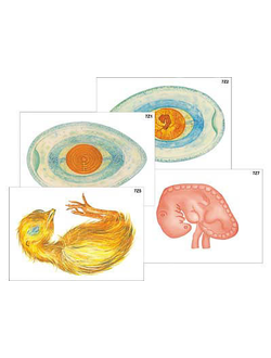 Модель-аппликация "Развитие птицы и млекопитающего (человека)" (ламинированная)