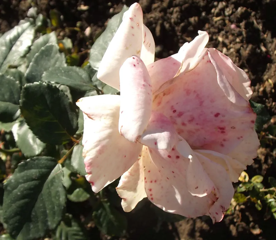 Первоклассница (флорибунда). Селекция НБС