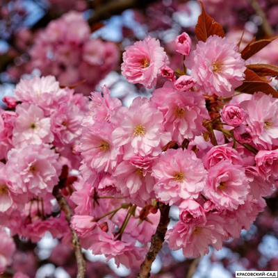 Вишня Канзан - Kanzan