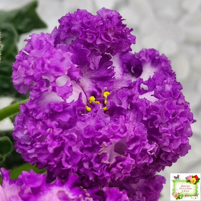 ПТ-Принцесса Ясмин (Т. Пугачева) 2019 г.