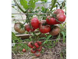 Томат Мглистая роза Дана (Dana's Dusky Rose)