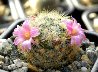 Mammillaria laui ssp.dasyacantha L1219 - 5 семян