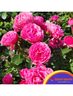 Леонардо Да Винчи (Leonardo da Vinci)