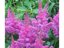 Астильба Суперба (Superba)