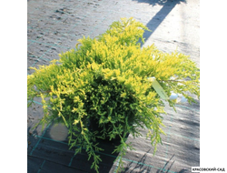 Можжевельник Даубс Фростед - Daub`s Frosted