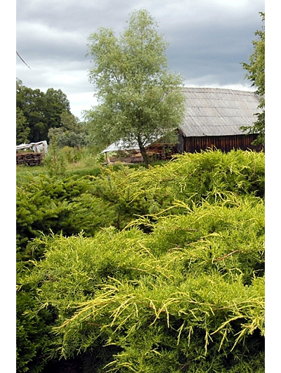 Можжевельник средний Pfitzeriana Aurea