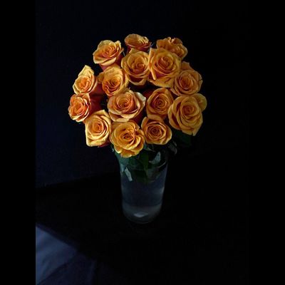 Роза Россия 50 см. 15 шт