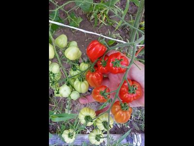 Томат Черри Аккордеон