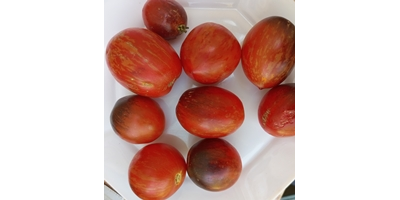 Томат Анто полосатый (Dwarf Striped Antho) США