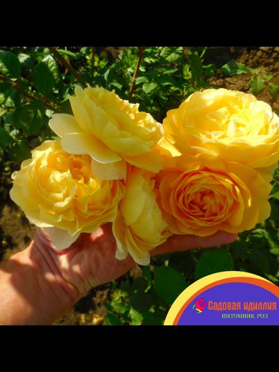 Зе Поэтс Вайф (The Poet's Wife)