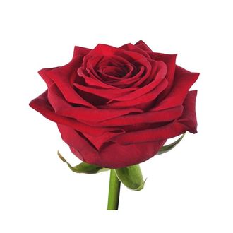 Розы Рэд Наоми Красные (до 80 см) Россия