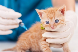 Вакцинация .