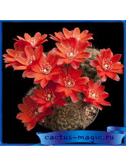 Aylostera brunescens L 383