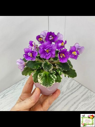 Sky Jems (Johnson) (лист посажен 29.01.26)