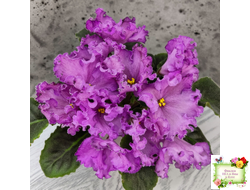 НК-Императорский Сад (Н.Козак) 2019 г. (лонг листва)