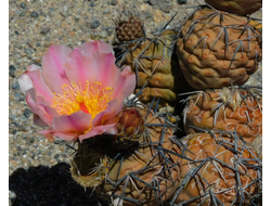 Tephrocactus fiambalensis VG-1500 - 5 семян