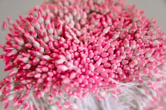 Тычинки двухцветные около 150 нитей ,  светло розовый