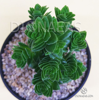 Крассула Эстагнол - Crassula Estagnol, Толстянка Эстагнол