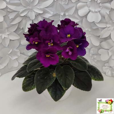 Jolly Prince (H.Pittman), #10462 (11/21/2011), DAVS 1731, TX Hyb