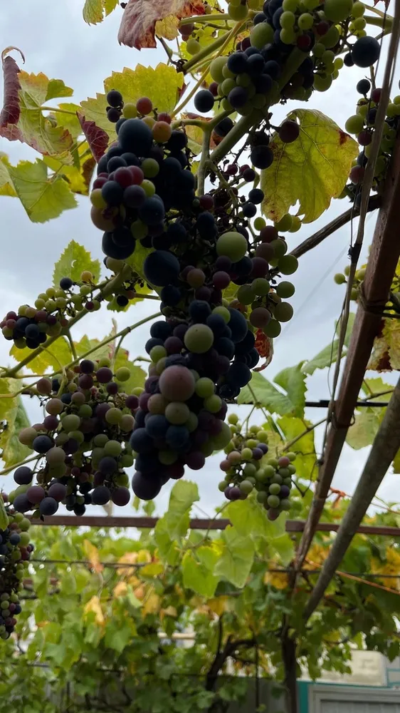 Виноградная лоза. У меня во дворе дома. Крым