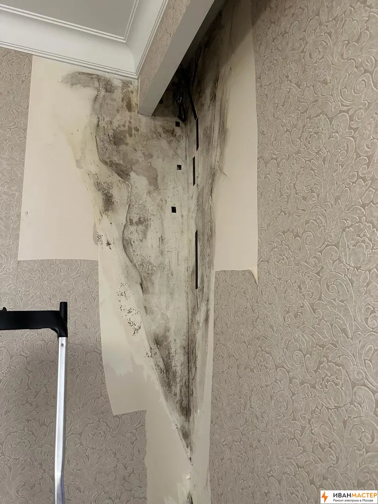 Удаление плесени со стен