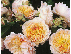 Джинджер силлабаб  (Ginger Syllabub)   клаймбер. Harkness